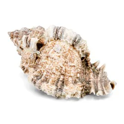 Coquillage Murex 2