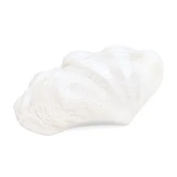 Coquillage Bénitier Blanc