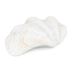 Coquillage Bénitier Blanc 1