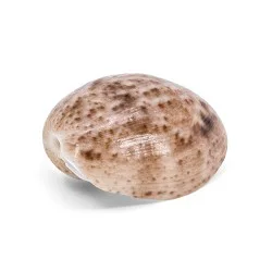 Coquillage Bullidae Bulla Vernicosa
