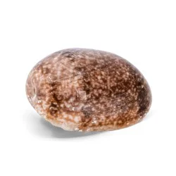 Coquillage Bullidae Bulla Vernicosa 1