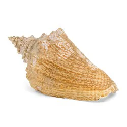 Coquillage Conque Grand