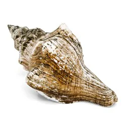 Coquille de molusque