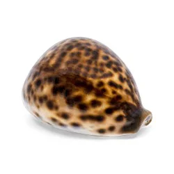 Coquillage Cyproea Tigris