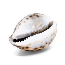 Coquillage Cyproea Tigris 1