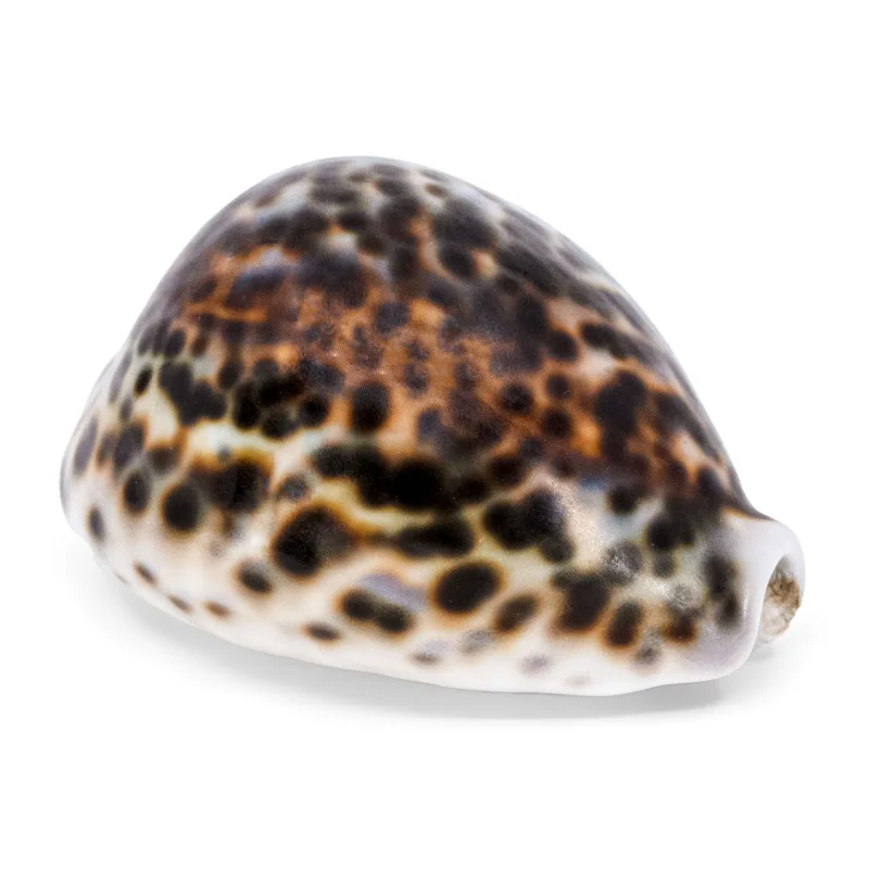 Coquillage Cyproea Tigris 2 Coquillage Cyproea Tigris 2