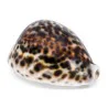 Coquillage Cyproea Tigris 2 Coquillage Cyproea Tigris 2