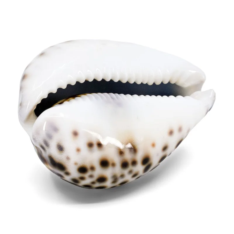 Coquillage Cyproea Tigris 3 Coquillage Cyproea Tigris 3