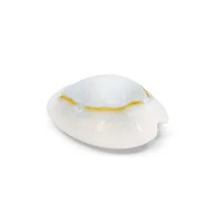 Coquillage Monetaria Annulus / Cauri