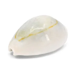 Coquillage Monetaria Annulus / Cauri 2