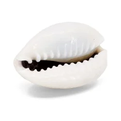 Coquillage Monetaria Annulus / Cauri 3