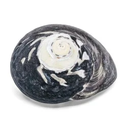 Coquillage Turbo Shell
