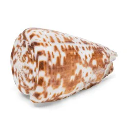Coquillage Conus