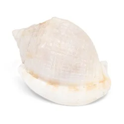 Coquillage Phalium Bisulcatum