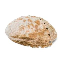 Coquille d'ormeau