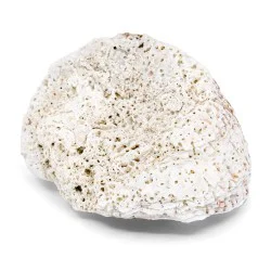 Coquillage Noetia Ponderosa