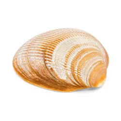 Coquillage laevicardium crassum