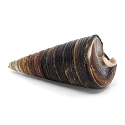 Coquillage Telescopium