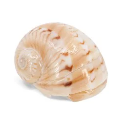 Coquillage Naticarius alapapilionis