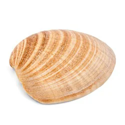 Coquillage Polititapes rhomboides