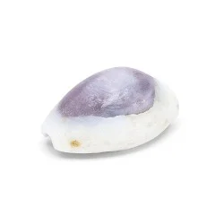 Coquillage Monetaria Annulus violet / Cauri