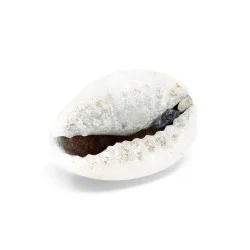 Coquillage Monetaria Annulus violet / Cauri 1
