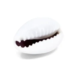 Coquillage Monetaria Annulus violet / Cauri 3