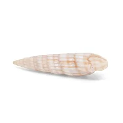 Coquillage Longchaeus suturalis