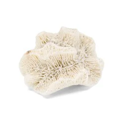 Coquillage Manicina Areolata 1