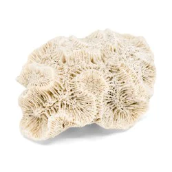 Coquillage Manicina Areolata