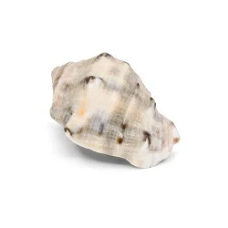 Coquillage Conque petit 1
