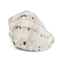 Coquillage Conque petit