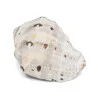 Coquillage Conque petit Coquillage Conque petit