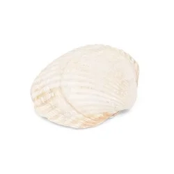 Coquillage cerastoderma edule blanc / beige 2