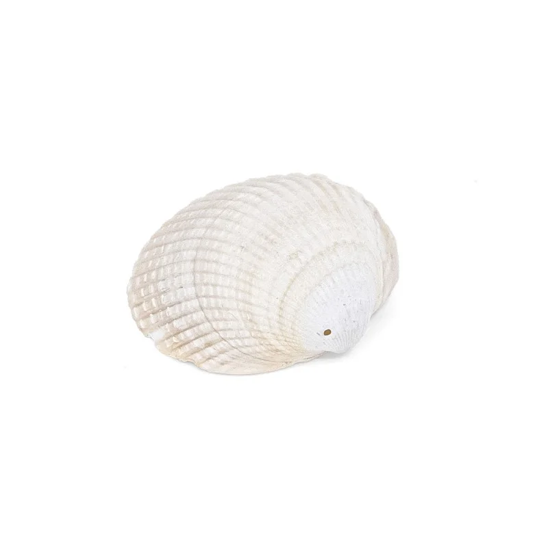 Coquillage cerastoderma edule blanc / beige 1