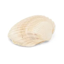 Coquillage cerastoderma edule blanc / beige
