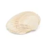 Coquillage cerastoderma edule blanc / beige
