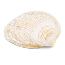 Coquillage Cardiidae Fulvia Fragilis 1