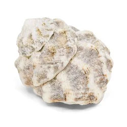 Coquillage Astraea Tecta