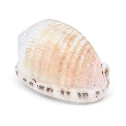 Coquillage Cypraecassis Testiculus