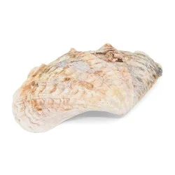 Coquillage Bénitier