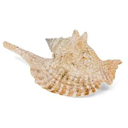 Coquillage Lambi