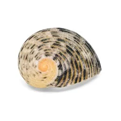 Coquillage Neritidae Quadricolor