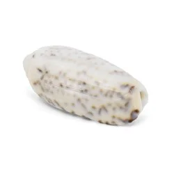 Coquillage Oliva / Olividae