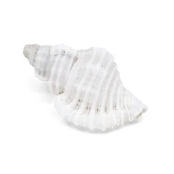 Coquillage Monoplex Trigonus