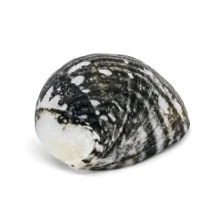 Coquillage Nerita Albicilla