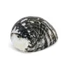 Coquillage Nerita Albicilla