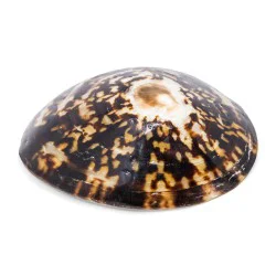 Coquillage Cellana testudinaria