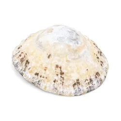 Coquillage Patella Vulgata