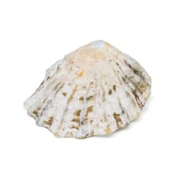 Coquillage Patella Vulgata